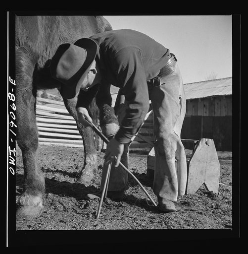 Untitled photo, possibly related to: Moreno Valley, Colfax County, New Mexico. William Heck shoeing a horse