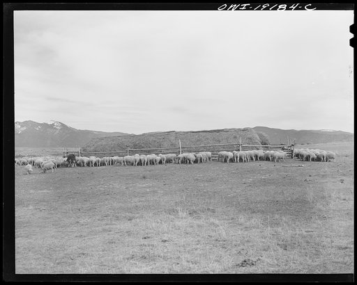Los Cordovas, west of Taos, Taos County, New Mexico. Sheep which belong to Blas Chavez, a Spanish-American rancher