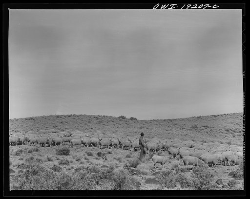 Untitled photo, possibly related to: Los Cordovas, west of Taos, Taos County, New Mexico. Sheep which belong to Blas Chavez, a Spanish-American rancher