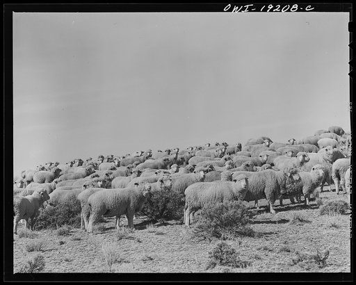 Los Cordovas, west of Taos, Taos County, New Mexico. Sheep which belong to Blas Chavez, a Spanish-American rancher