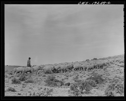 Los Cordovas, west of Taos, Taos County, New Mexico. Sheep which belong to Blas Chavez, a Spanish-American rancher