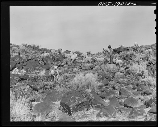 Los Cordovas, west of Taos, Taos County, New Mexico. Sheep which belong to Blas Chavez, a Spanish-American rancher