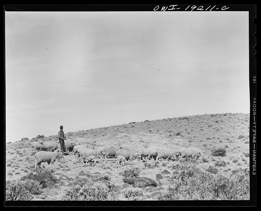 Untitled photo, possibly related to: Los Cordovas, west of Taos, Taos County, New Mexico. Sheep which belong to Blas Chavez, a Spanish-American rancher