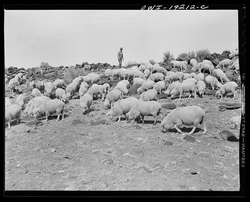 Los Cordovas, west of Taos, Taos County, New Mexico. Sheep which belong to Blas Chavez, a Spanish-American rancher