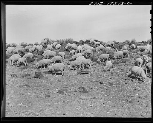 Los Cordovas, west of Taos, Taos County, New Mexico. Sheep which belong to Blas Chavez, a Spanish-American rancher