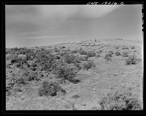 Los Cordovas, west of Taos, Taos County, New Mexico. Sheep which belong to Blas Chavez, a Spanish-American rancher