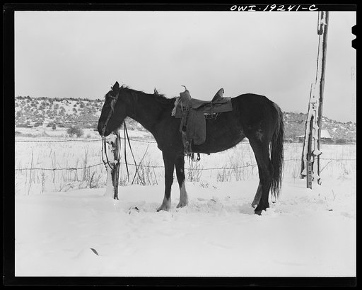 Penasco, New Mexico. A pony hitched to a fence in front of the clinic