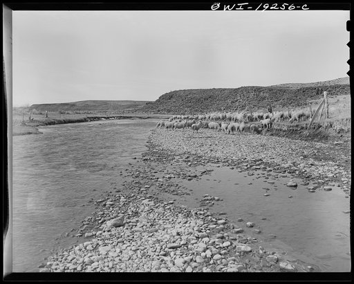 Untitled photo, possibly related to: Los Cordovas, west of Taos, Taos County, New Mexico. Sheep which belong to Blas Chavez, a Spanish-American rancher