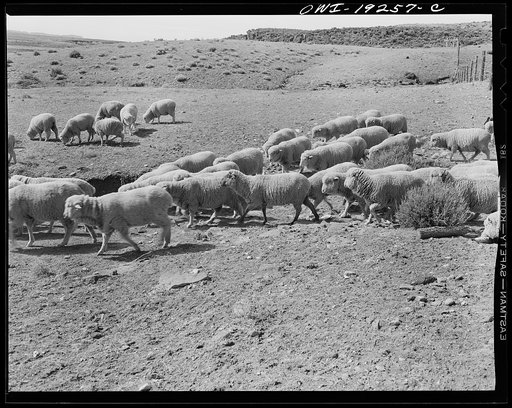 Untitled photo, possibly related to: Los Cordovas, west of Taos, Taos County, New Mexico. Sheep which belong to Blas Chavez, a Spanish-American rancher
