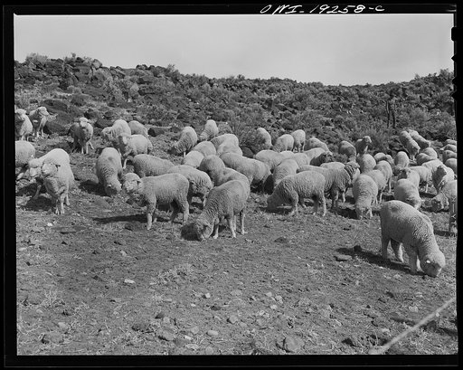 Untitled photo, possibly related to: Los Cordovas, west of Taos, Taos County, New Mexico. Sheep which belong to Blas Chavez, a Spanish-American rancher