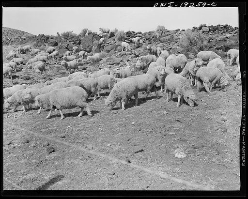 Untitled photo, possibly related to: Los Cordovas, west of Taos, Taos County, New Mexico. Sheep which belong to Blas Chavez, a Spanish-American rancher