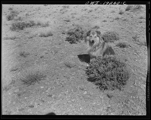 Los Cordovas (vicinity), Taos County, New Mexico. Blas Chavez's sheep dog