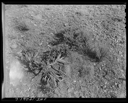 Untitled photo, possibly related to: [Los Cordovas (vicinity), Taos County, New Mexico. Ranch and range of Blas Chavez, a sheepman