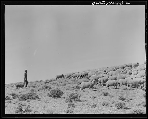 Los Cordovas (vicinity), west of Taos, Taos County, New Mexico. Sheep which belong to Blas Chavez