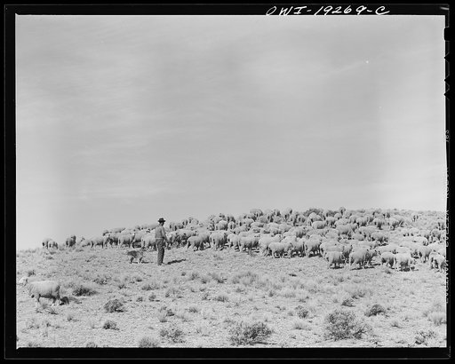 Los Cordovas (vicinity), west of Taos, Taos County, New Mexico. Sheep which belong to Blas Chavez