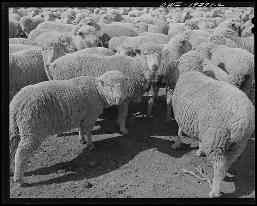 Untitled photo, possibly related to: Los Cordovas (vicinity), west of Taos, Taos County, New Mexico. Sheep which belong to Blas Chavez