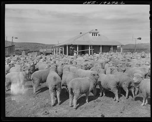 Los Cordovas (vicinity), west of Taos, Taos County, New Mexico. Sheep which belong to Blas Chavez