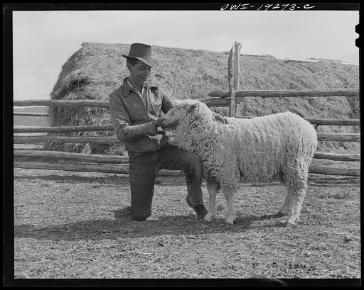 Los Cordovas (vicinity), west of Taos, Taos County, New Mexico. Blas Chavez and his ram which won the second prize at the state fair