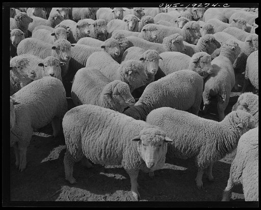 Los Cordovas (vicinity), west of Taos, Taos County, New Mexico. Sheep which belong to Blas Chavez
