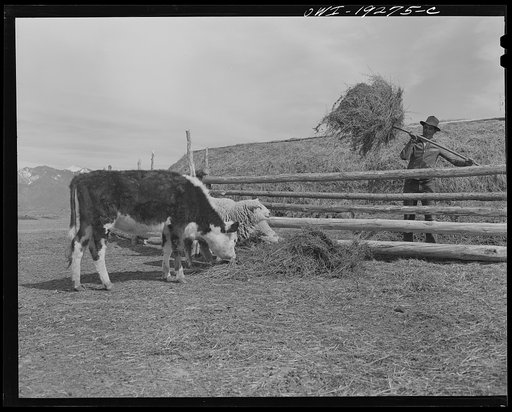 Los Cordovas (vicinity), Taos County, New Mexico. Feeding stock on Blas Chavez's ranch