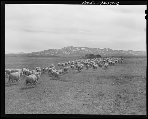 Los Cordovas (vicinity), west of Taos, Taos County, New Mexico. Sheep which belong to Blas Chavez