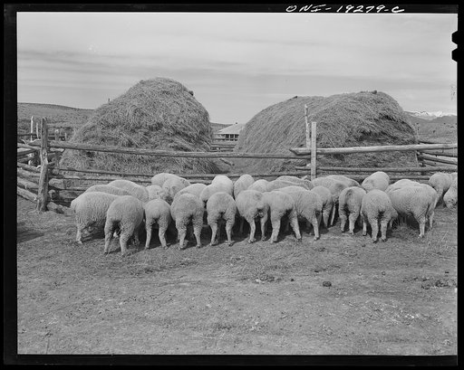 Los Cordovas (vicinity), west of Taos, Taos County, New Mexico. Blas Chavez's sheep are fed through winter, and only graze for a short time each day to keep them in condition