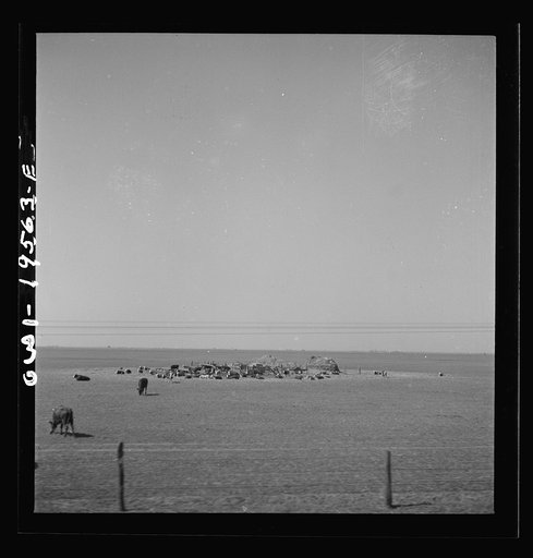Capron, Oklahoma. Cattle grazing in the fields along the Atchison, Topeka, and Santa Fe Railroad between Wellington, Kansas and Waynoka, Oklahoma