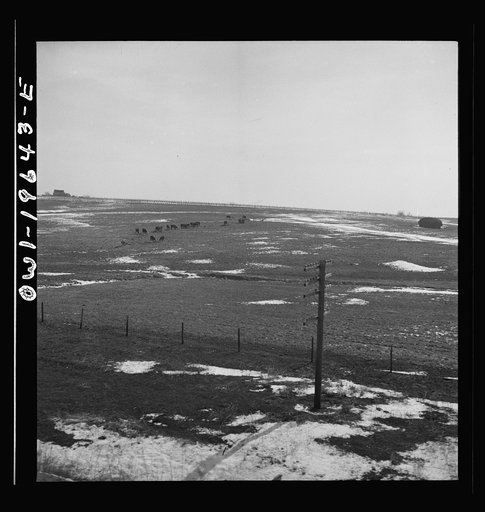 Marceline (vicinity), Missouri. Cattle grazing on a farm along the Atchison, Topeka, and Santa Fe Railroad between Fort Madison, Iowa and Marceline, Missouri