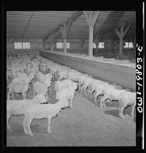Emporia, Kansas. Shorn sheep in the stockyards. There are ninety sheep pens at the yards and 40,000 sheep were on hand