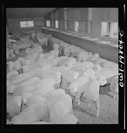 Emporia, Kansas. Sheep in the stockyards. There are ninety sheep pens at the yards and 40,000 sheep were on hand