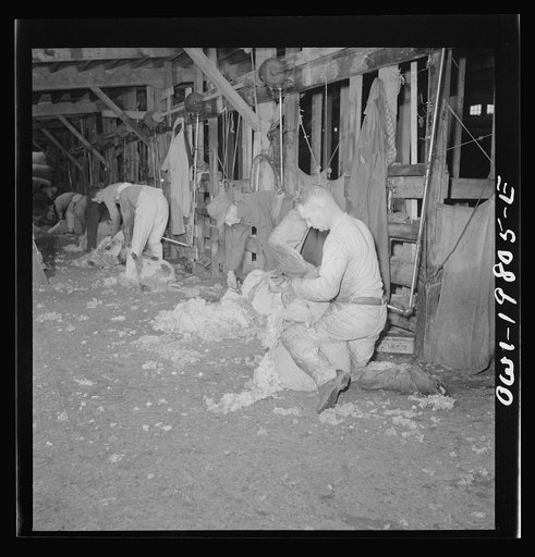Emporia, Kansas. Shearing sheep at the stockyards