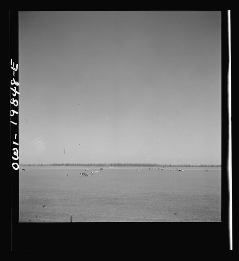 Untitled photo, possibly related to: Argonis, Kansas. Crossing wheat fields along the Atchison, Topeka and Santa Fe Railroad between Wellington, Kansas and Waynoka, Oklahoma