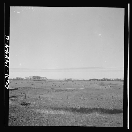 Harper, Kansas. Sheep grazing in a field along the Atchison, Topeka and Santa Fe Railroad between Wellington, Kansas and Waynoka, Oklahoma