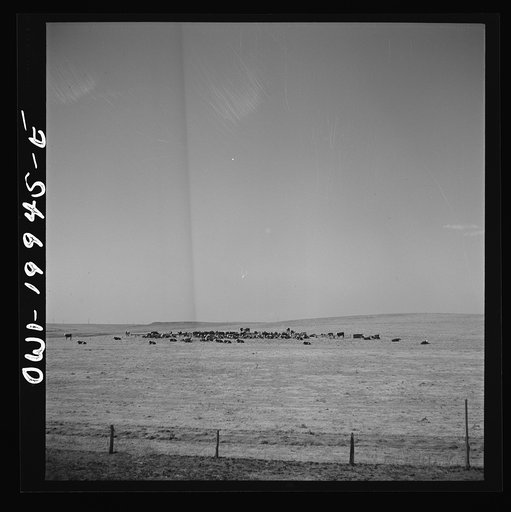 Untitled photo, possibly related to: Codman, Texas. Feeding cattle along the Atchison, Topeka, and Santa Fe Railroad