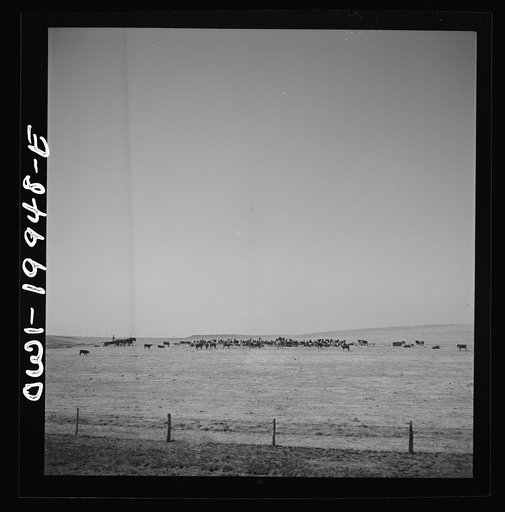 Codman, Texas. Feeding cattle along the Atchison, Topeka, and Santa Fe Railroad