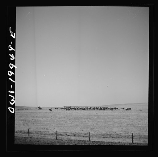 Codman, Texas. Feeding cattle along the Atchison, Topeka, and Santa Fe Railroad