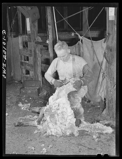 Emporia, Kansas. Shearing sheep at the Emporia stockyards. There are ninety sheep pens at these stockyards and forty thousand sheep were on hand on March fourteenth