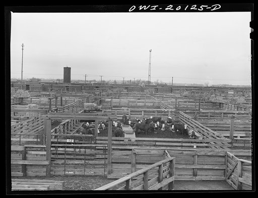 Untitled photo, possibly related to: Amarillo, Texas. Cattle in the stockyards along the route of the Atchison, Topeka and Santa Fe Railroad