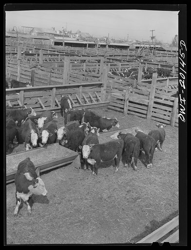 Amarillo, Texas. Cattle in the stockyards along the route of the Atchison, Topeka and Santa Fe Railroad