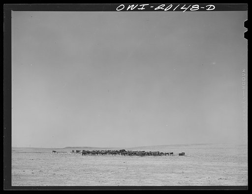 Cattle on a ranch near Colman, Texas enroute to Amarillo, Texas on the Atchison, Topeka and Santa Fe Railroad