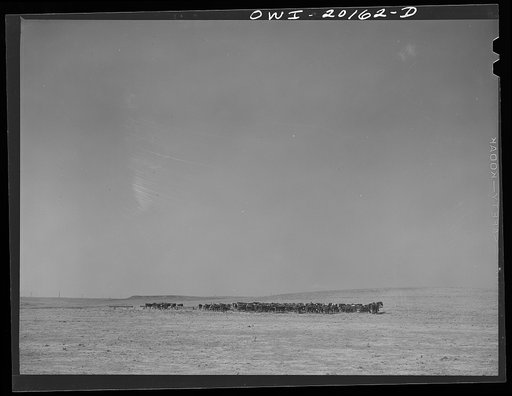 Untitled photo, possibly related to: Cattle on a ranch near Colman, Texas enroute to Amarillo, Texas on the Atchison, Topeka and Santa Fe Railroad