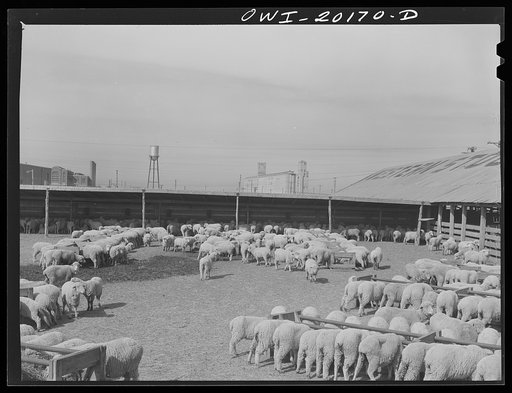 Amarillo, Texas. Sheep in the stockyards
