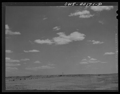 Untitled photo, possibly related to: Cattle on a ranch near Colman, Texas enroute to Amarillo, Texas on the Atchison, Topeka and Santa Fe Railroad