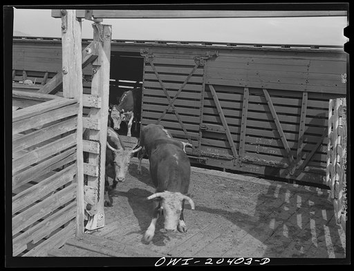Untitled photo, possibly related to: Albuquerque, New Mexico. Unloading cattle just arrived at the stockyards from Mexico on the Atchison, Topeka and Santa Fe Railroad
