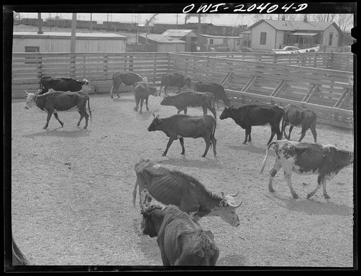 Untitled photo, possibly related to: Albuquerque, New Mexico. Unloading cattle just arrived at the stockyards from Mexico on the Atchison, Topeka and Santa Fe Railroad