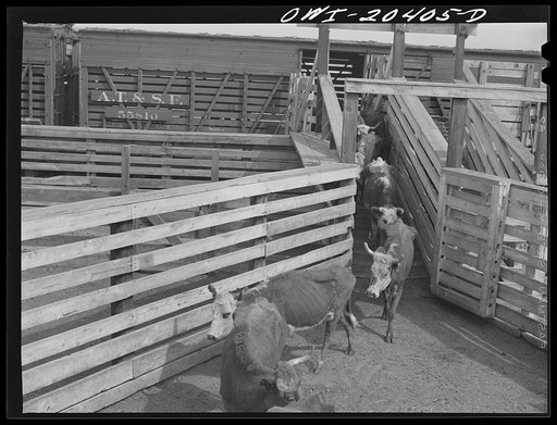 Albuquerque, New Mexico. Unloading cattle just arrived at the stockyards from Mexico on the Atchison, Topeka and Santa Fe Railroad
