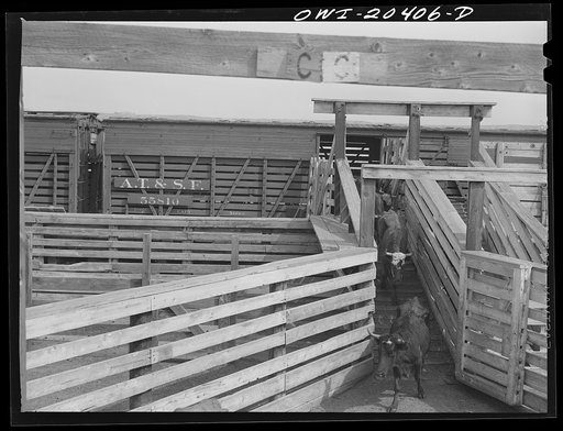 Untitled photo, possibly related to: Albuquerque, New Mexico. Unloading cattle just arrived at the stockyards from Mexico on the Atchison, Topeka and Santa Fe Railroad