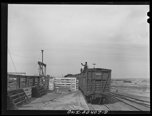 Albuquerque, New Mexico. Bringing in cars of cattle just arrived from Mexico on the Atchison, Topeka and Santa Fe Railroad, to be unloaded at the stockyards