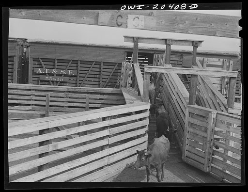 Untitled photo, possibly related to: Albuquerque, New Mexico. Unloading cattle just arrived at the stockyards from Mexico on the Atchison, Topeka and Santa Fe Railroad