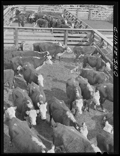 Albuquerque, New Mexico. Cattle just unloading at the stockyards from the Atchison, Topeka and Santa Fe Railroad